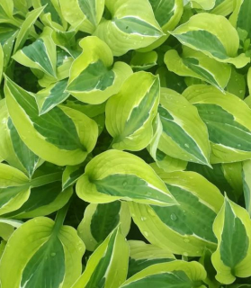 Hosta 'Yellow Polka Dot Bikini'
